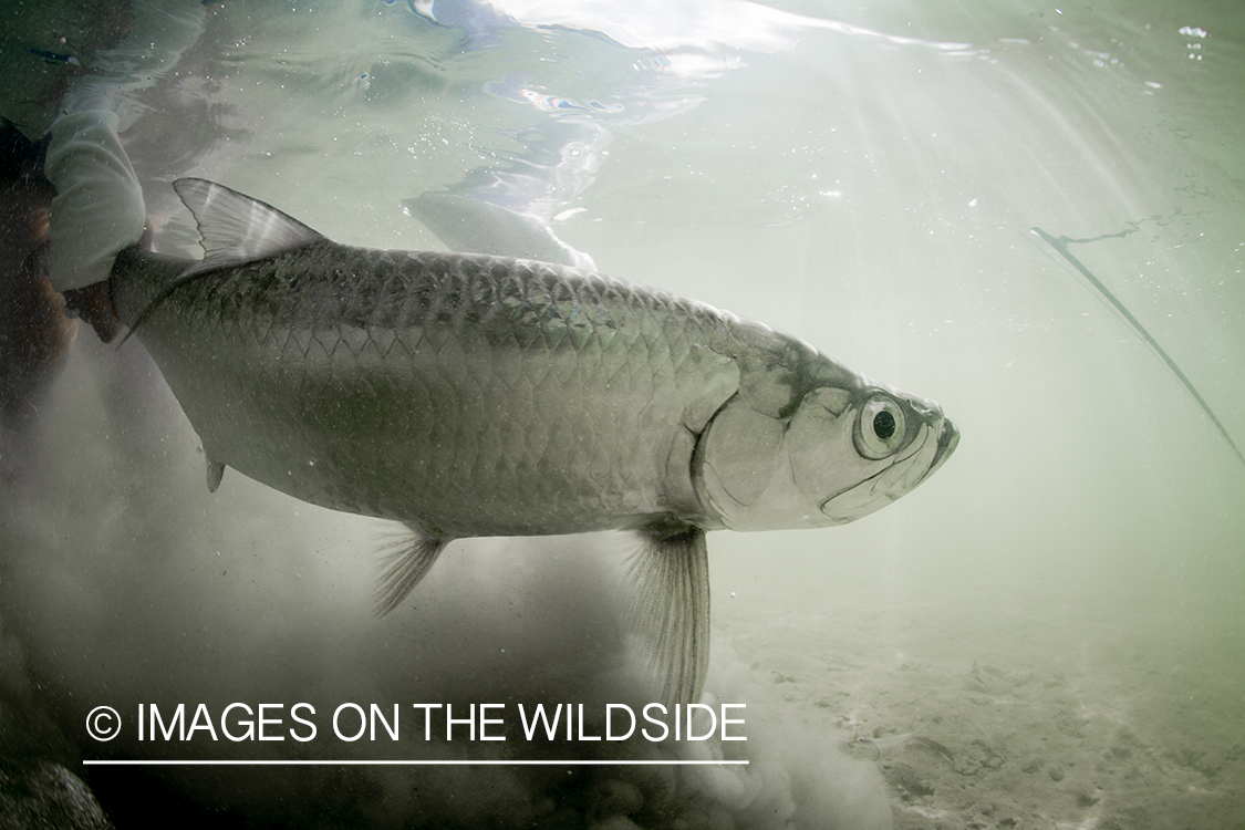 Flyfisherman releasing tarpon.