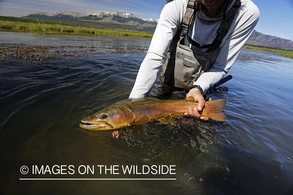 Flyfisherman releasing brown trout.