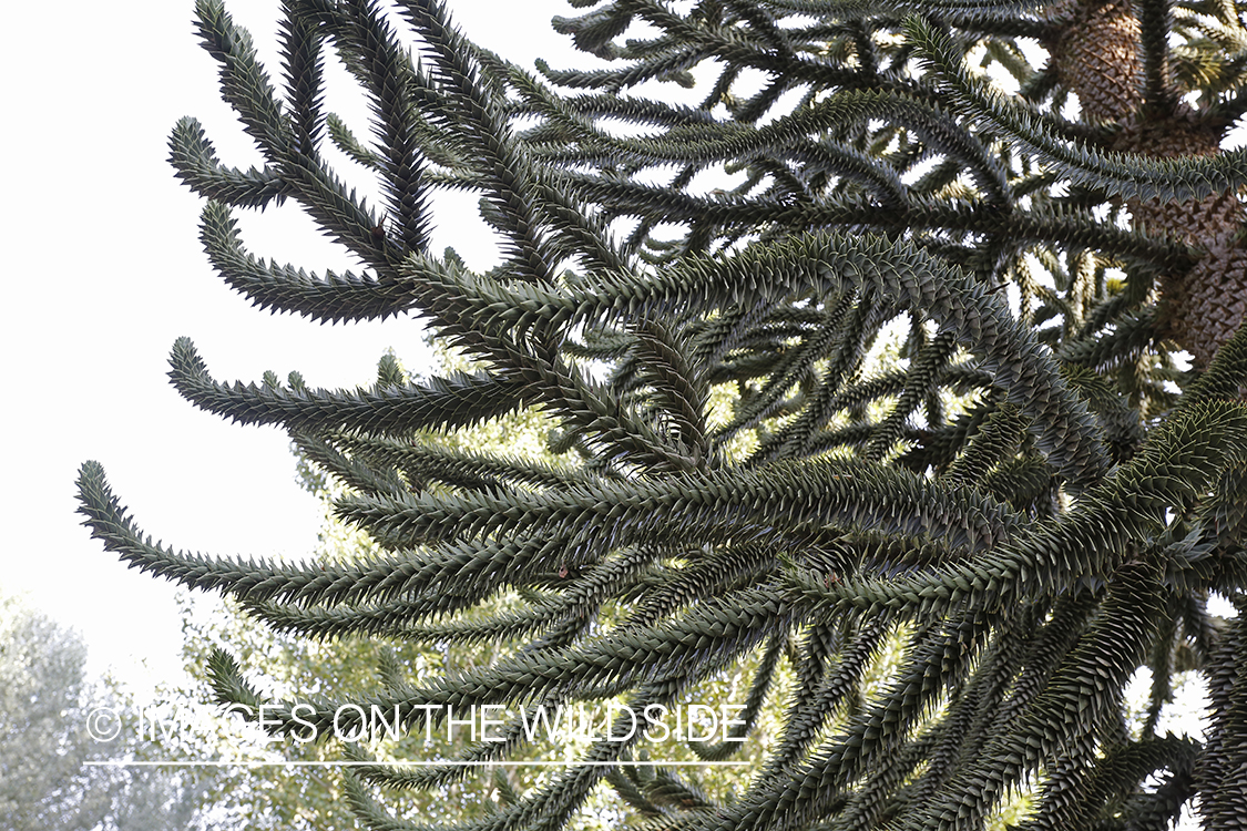 Monkey Puzzle tree in Patagonia, Argentina.