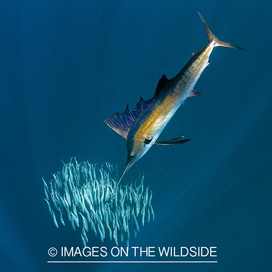 Sailfish hunting bait fish in open ocean.