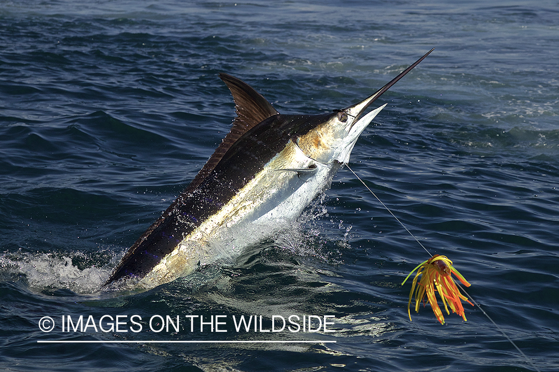 Deep sea fisherman fighting jumping blue marlin.
