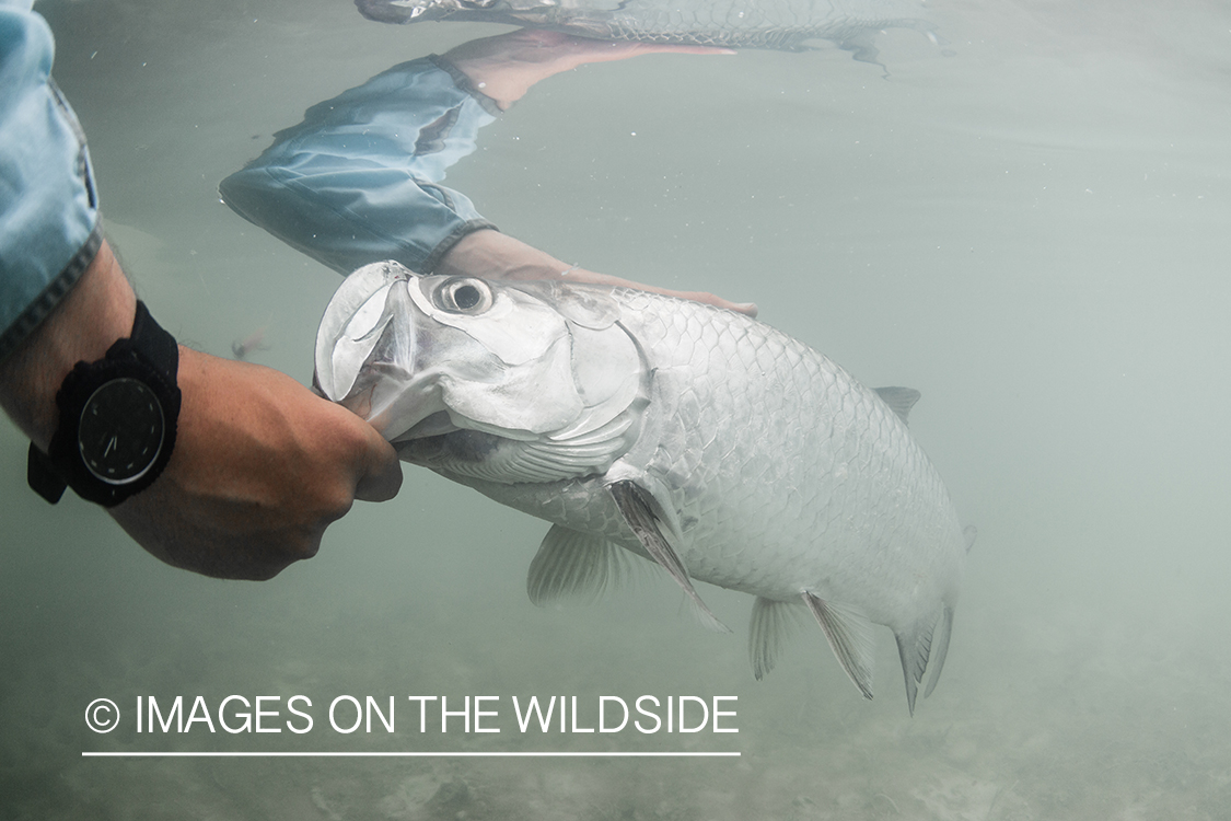 Tarpon underwater