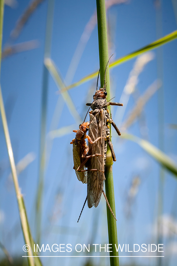 Salmonfly.