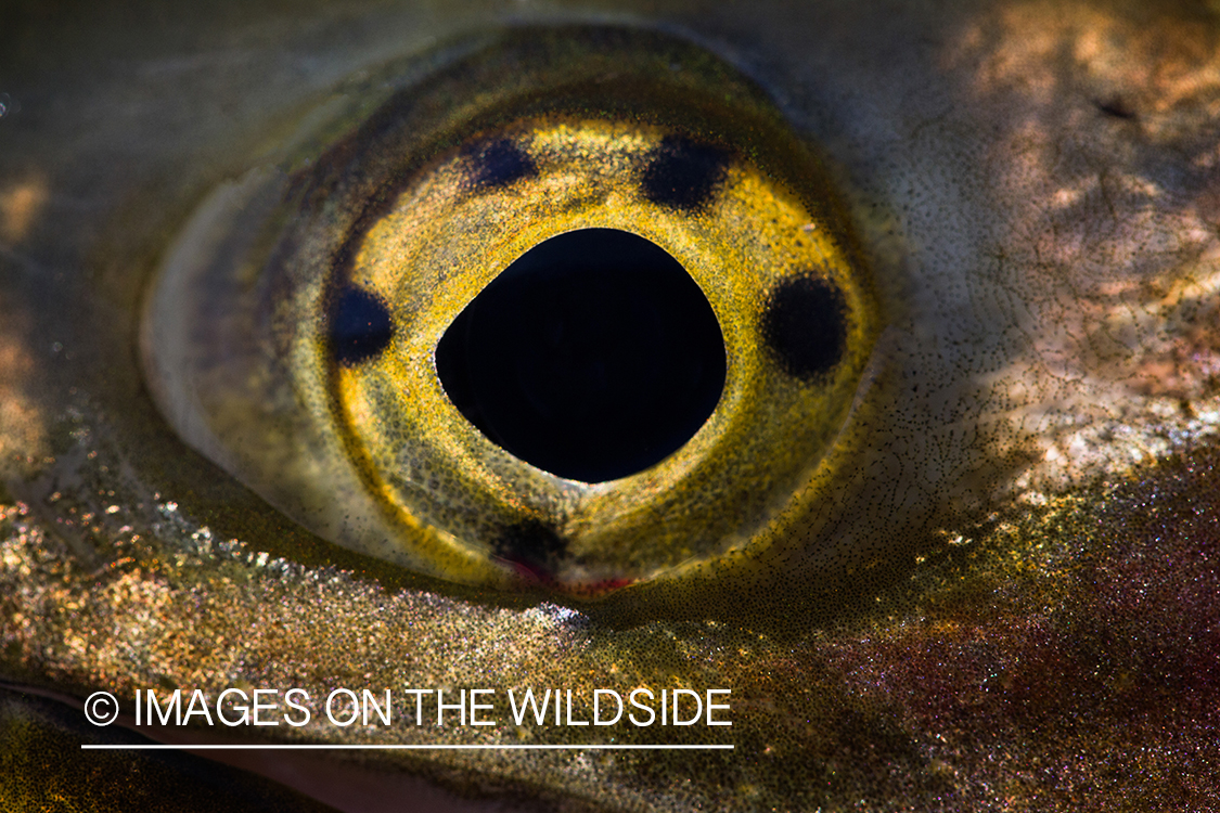 Closeup of trout eye.