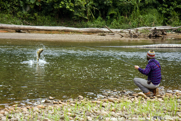 Flyfisherman landing a Golden Dorado