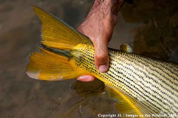 Golden Dorado tail