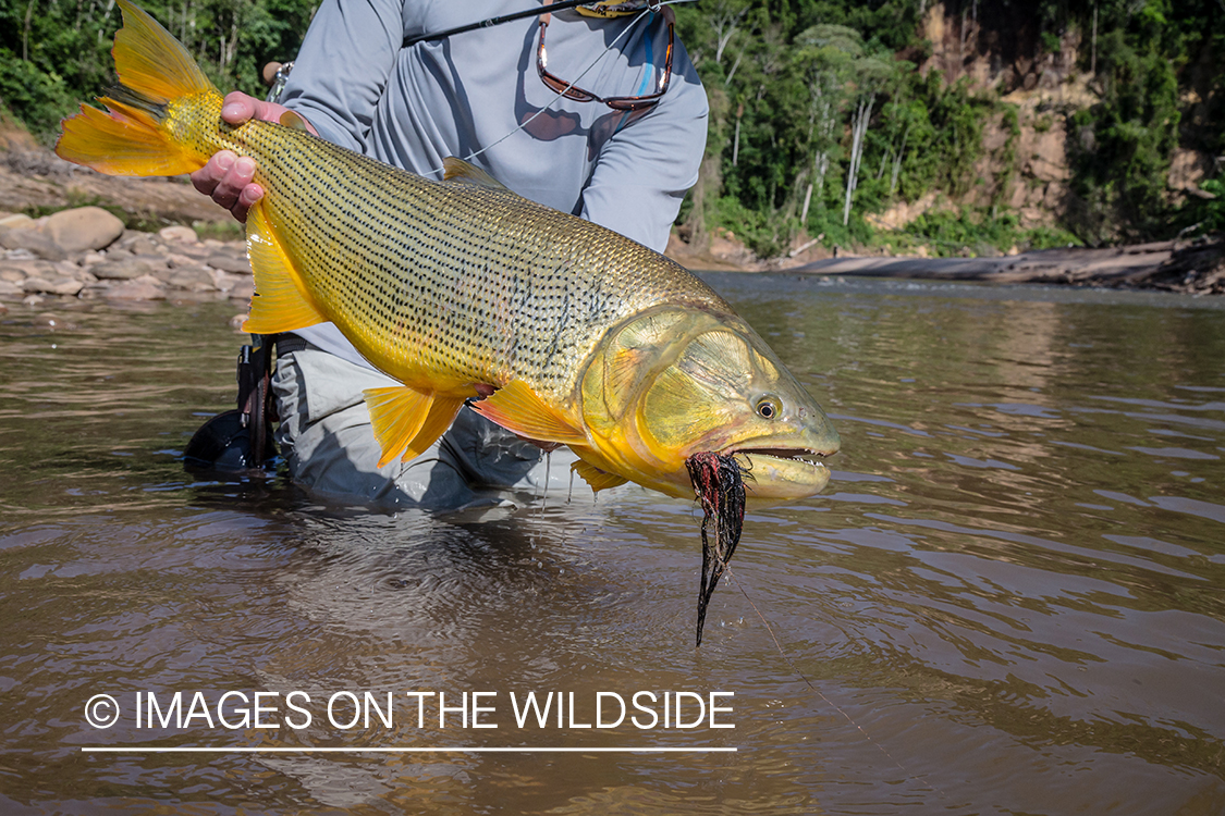 Flyfishing for Golden Dorado in Bolivia.