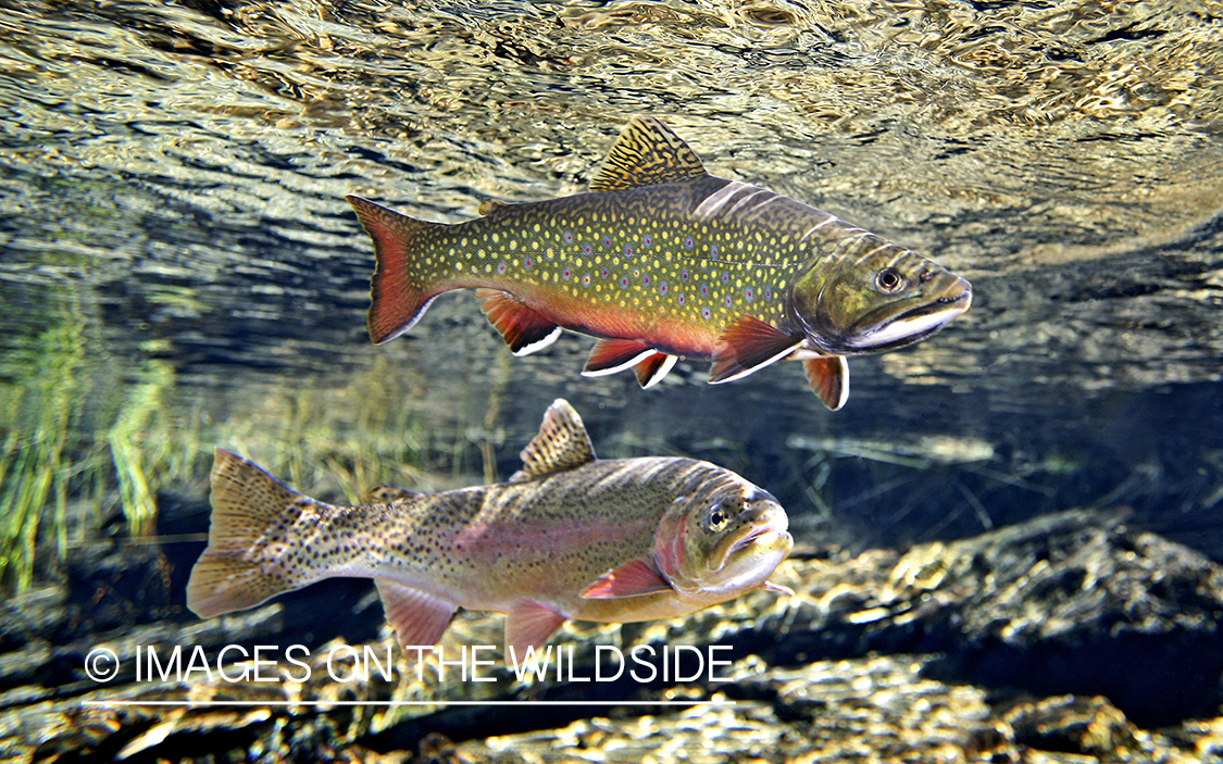 Brook and rainbow trout in habitat.