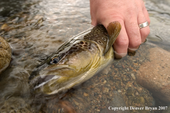 Flyfisherman holding/releasing brown trout.  Closeup of trout.