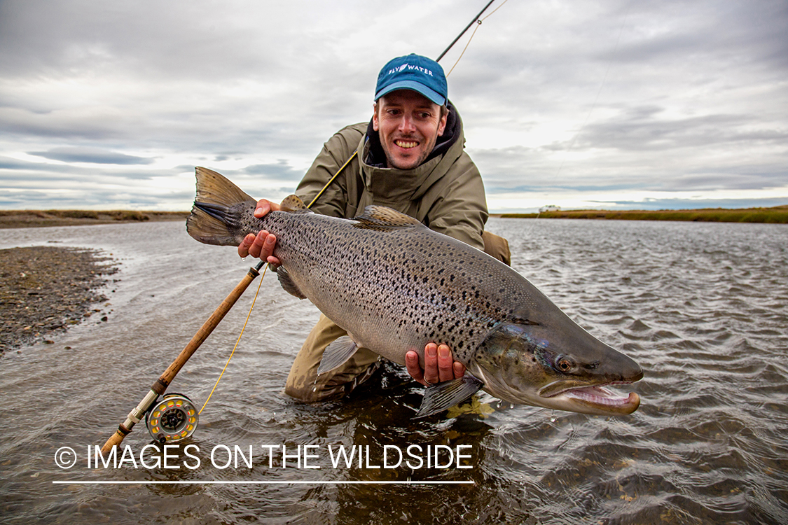 Flyfisherman with sea run brown trout, in Patagonia.