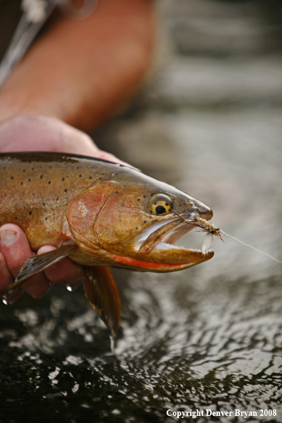 Cutthroat Trout With Fly