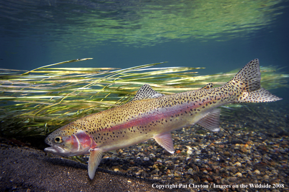 Rainbow Trout