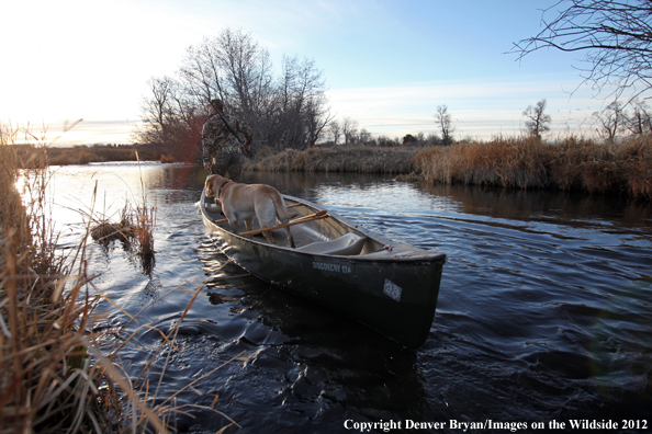 Duck hunter with yellow labrador retriever in canoe. 