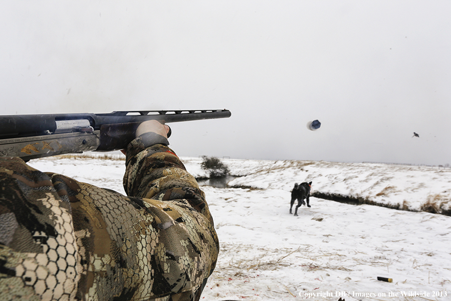 Waterfowl hunter shooting duck with black labrador retriever.