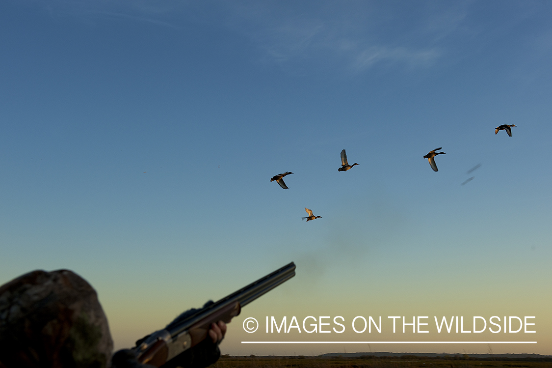 Waterfowl hunter shooting at ducks. 