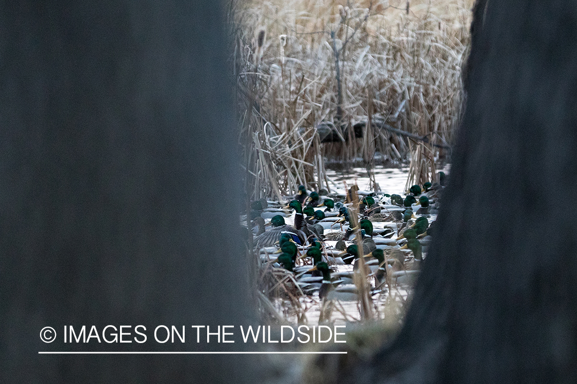 Waterfowl hunting