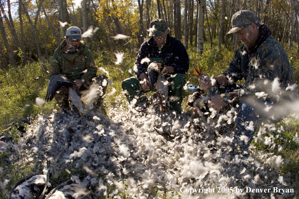 Goose hunters cleaning geese.