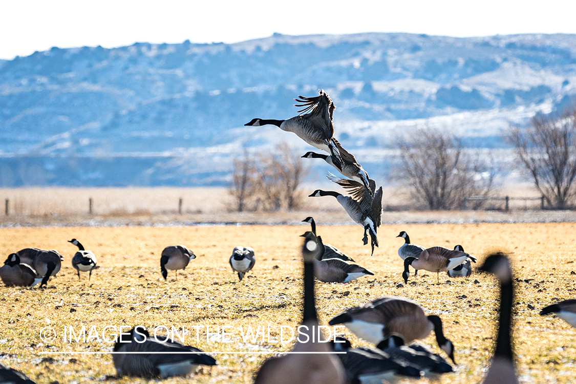 Canada geese landing.