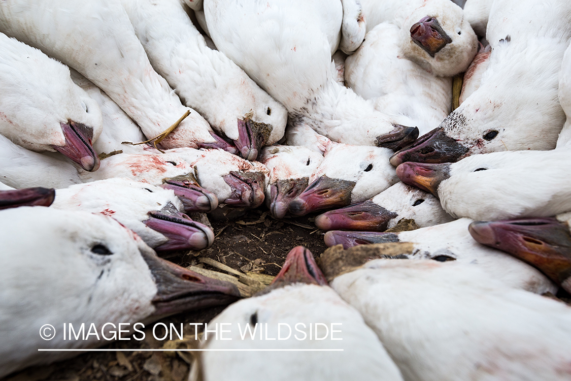 Bagged snow geese.