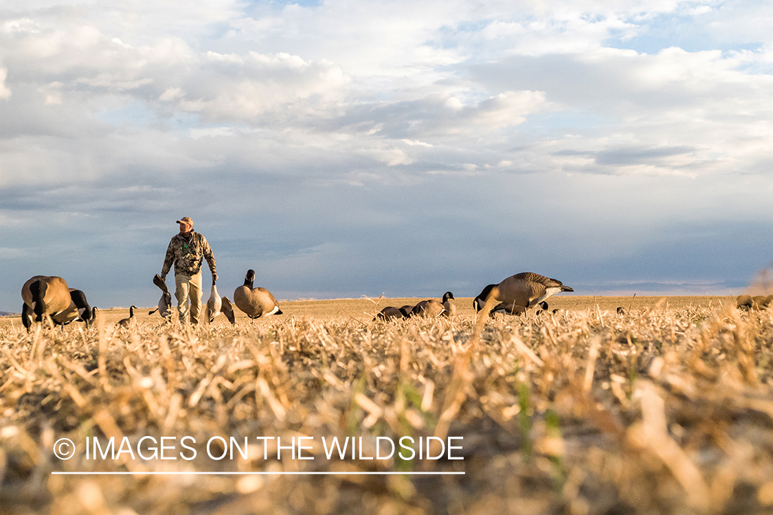 Hunter retrieving geese.