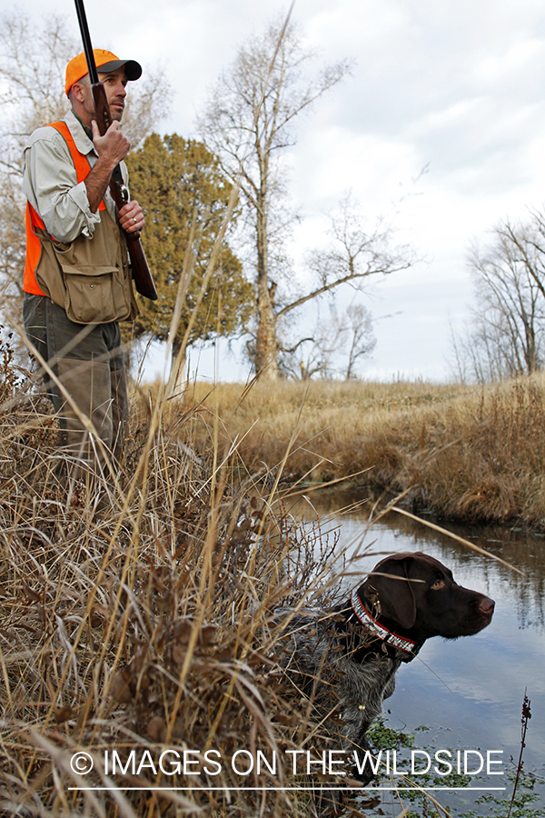 Upland game bird hunter in field with Griffon Pointer.