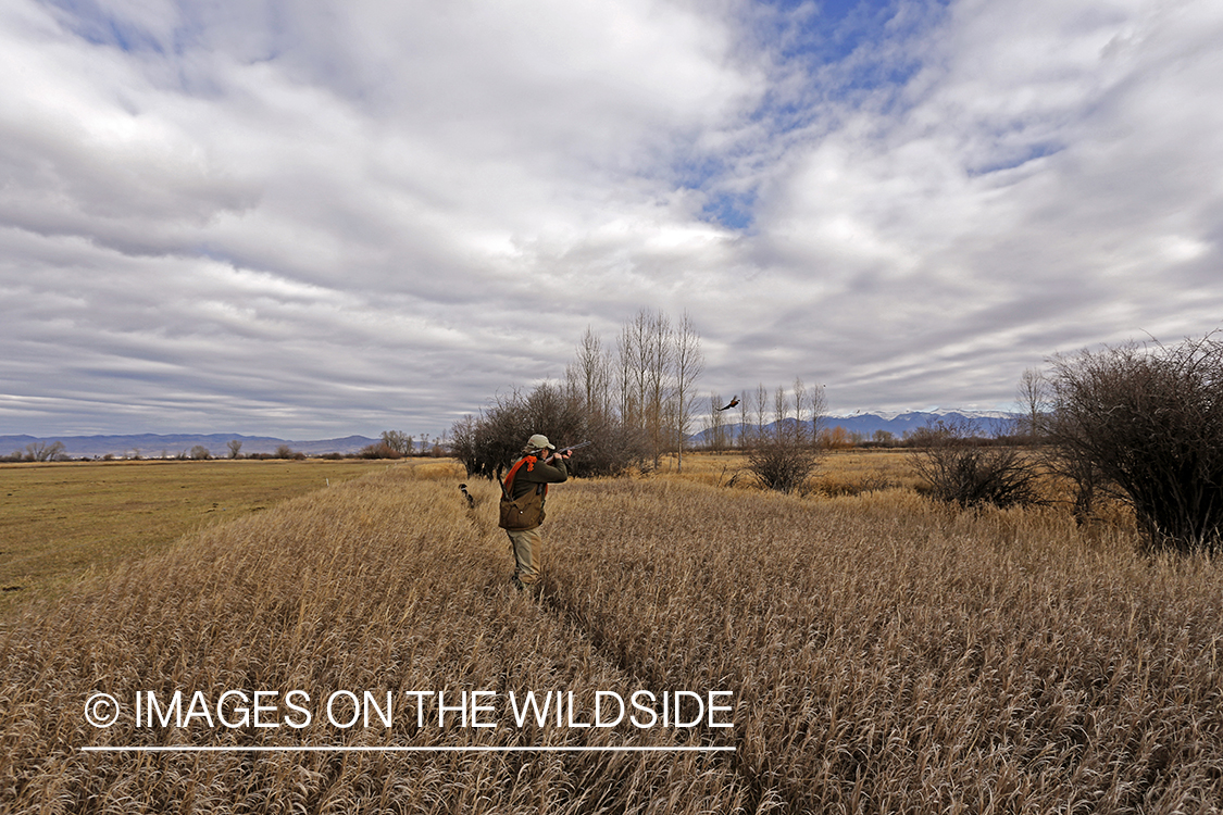 Pheasant hunter shooting at flushed game. 