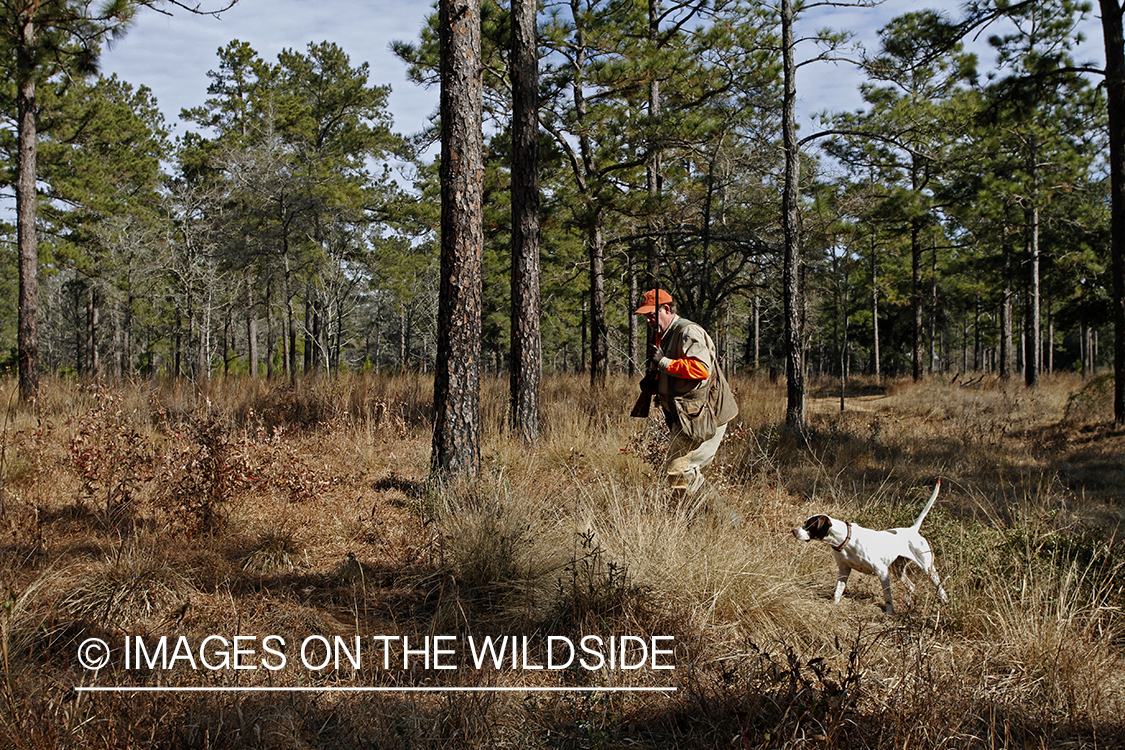 Bobwhite quail hunter in field with english pointer.