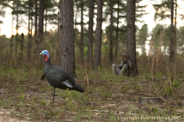 Turkey hunter in field with decoy in foreground