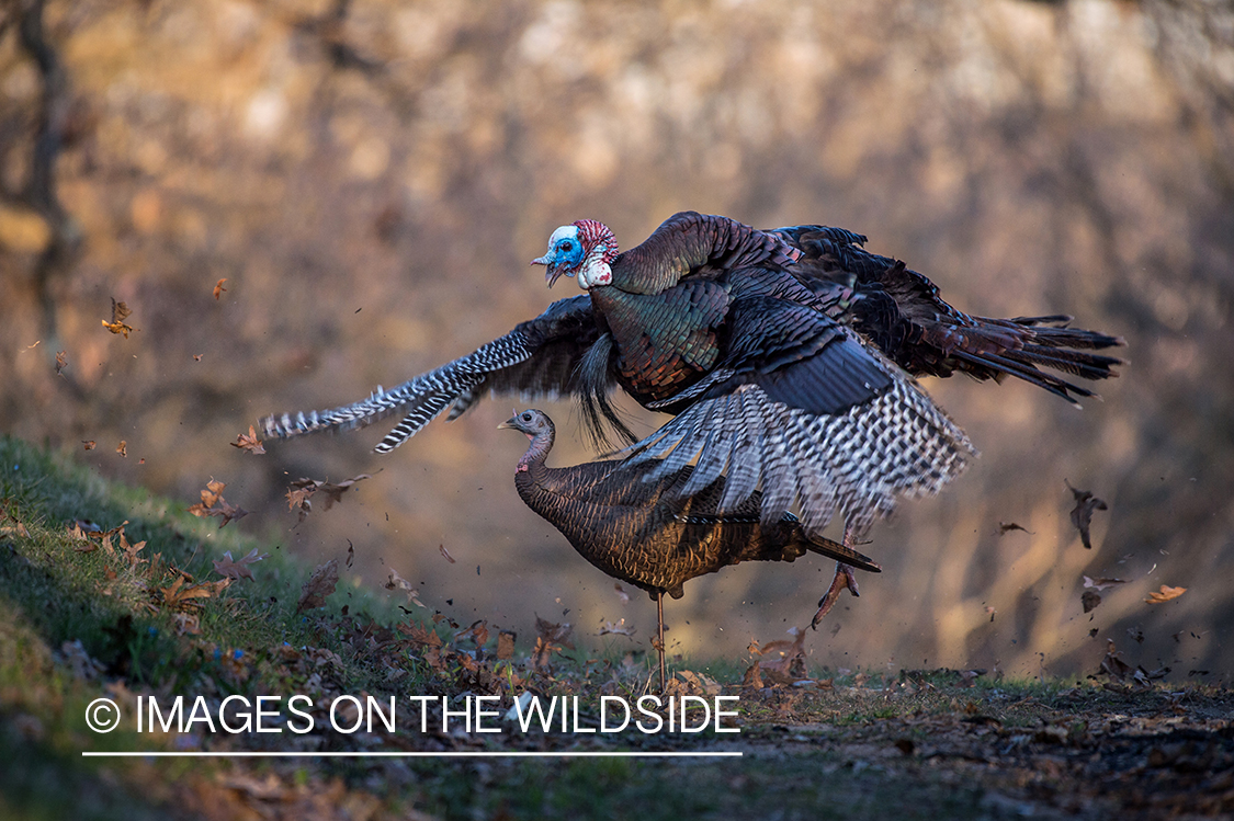 Turkey with decoy.