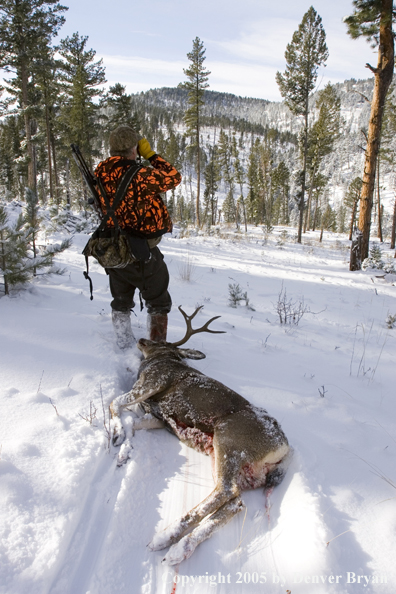 Mule deer hunter glassing woods with downed buck.