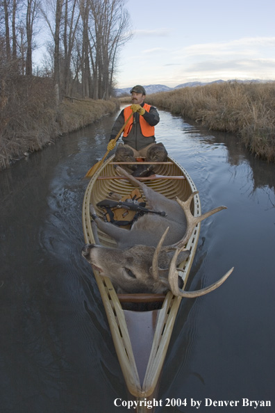 Big game hunter paddling canoe with bagged white-tailed deer in bow.