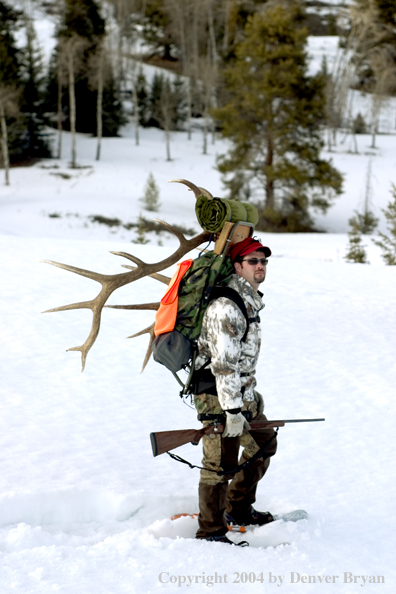 Big game hunter packing elk rack out on snowshoes.