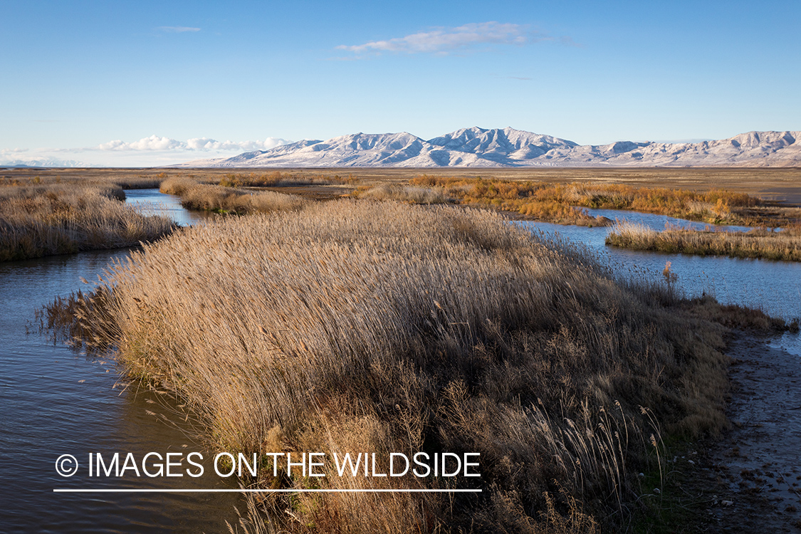 Hunting Tundra Swans and Ducks in Bear River region in Utah.