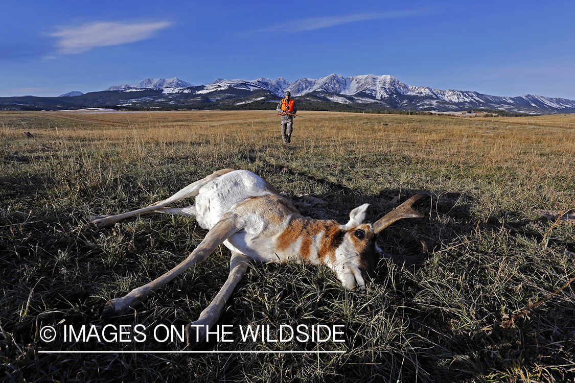 Pronghorn Antelope hunter approaching downed antelope buck. 