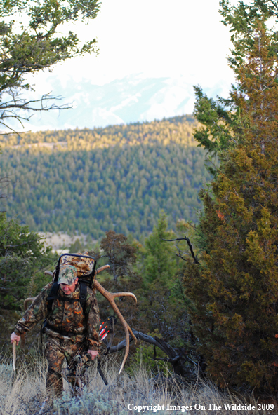 Bowhunter in field with elk rack.