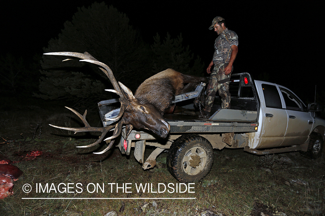 Hunter loading bull elk.