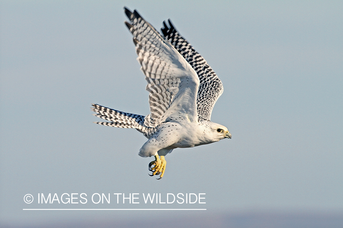 White Gyr falcon in flight.