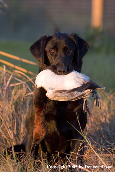 Black Labrador Retriever in field with bagged canvasback drake.