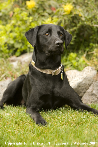 Black Labrador Retriever