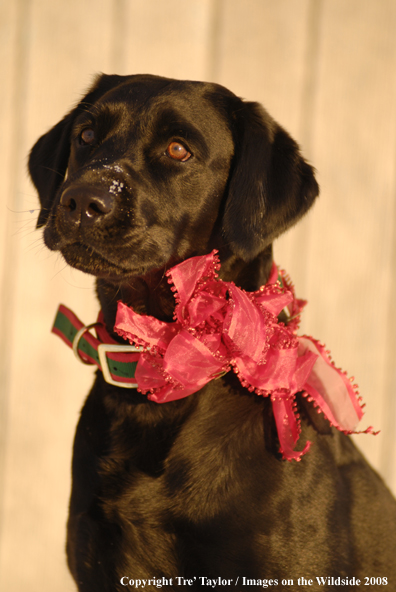 Black Labrador Retriever 