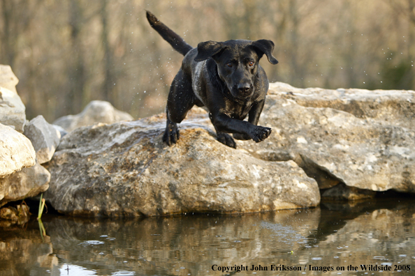 Black Labrador Retriever in field