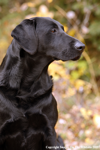 Black Labrador Retriever