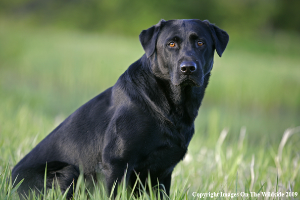 Black Labrador Retriever in field