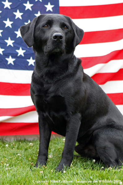 Black Labrador Retriever