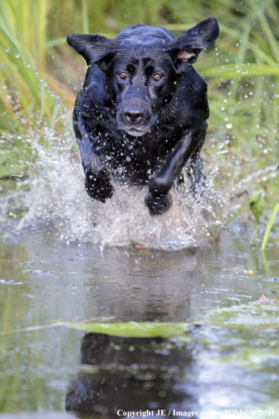 Black Labrador Retriever.