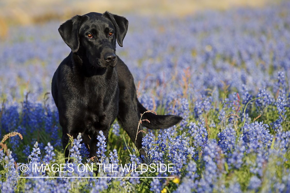 Black Labrador Retriever in field of wildflowers.