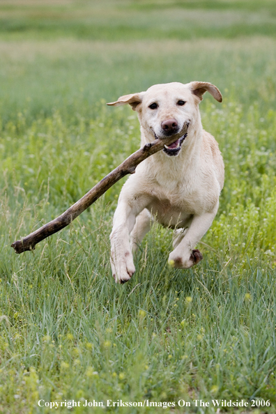 Yellow Labrador Retriever.