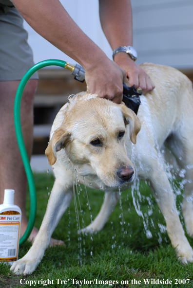 Yellow Labrador Retriever