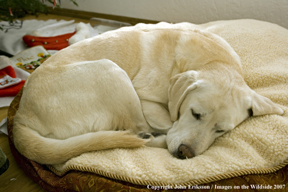 Yellow Labrador Retriever 