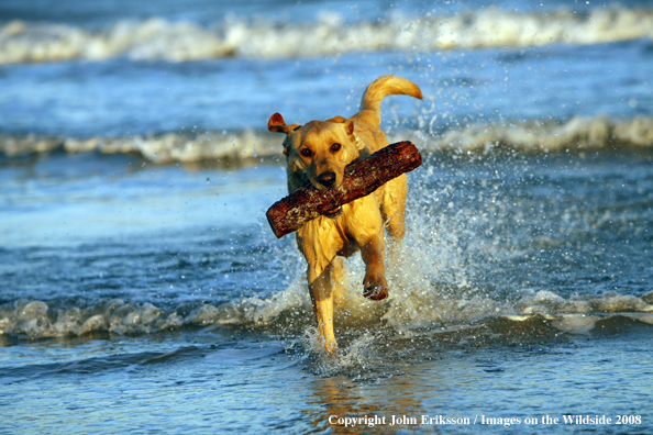 Yellow Labrador Retriever 